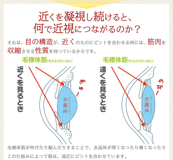 近くを凝視し続けると何で近視になるの?